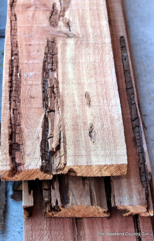 cedar wormy close up